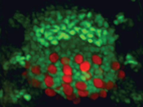 drosophila