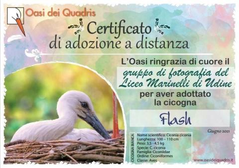 adotta un cicognino