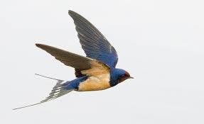 una rondine in volo
