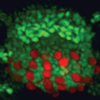 drosophila